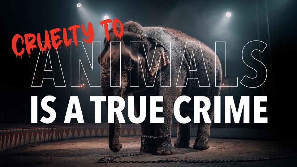 NOAH ✕ Mordlust Podcast