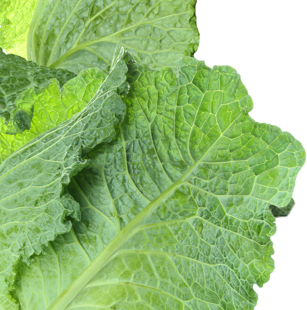 Kraut_Intro_Links_V2 Kraut_Intro_Links_V2