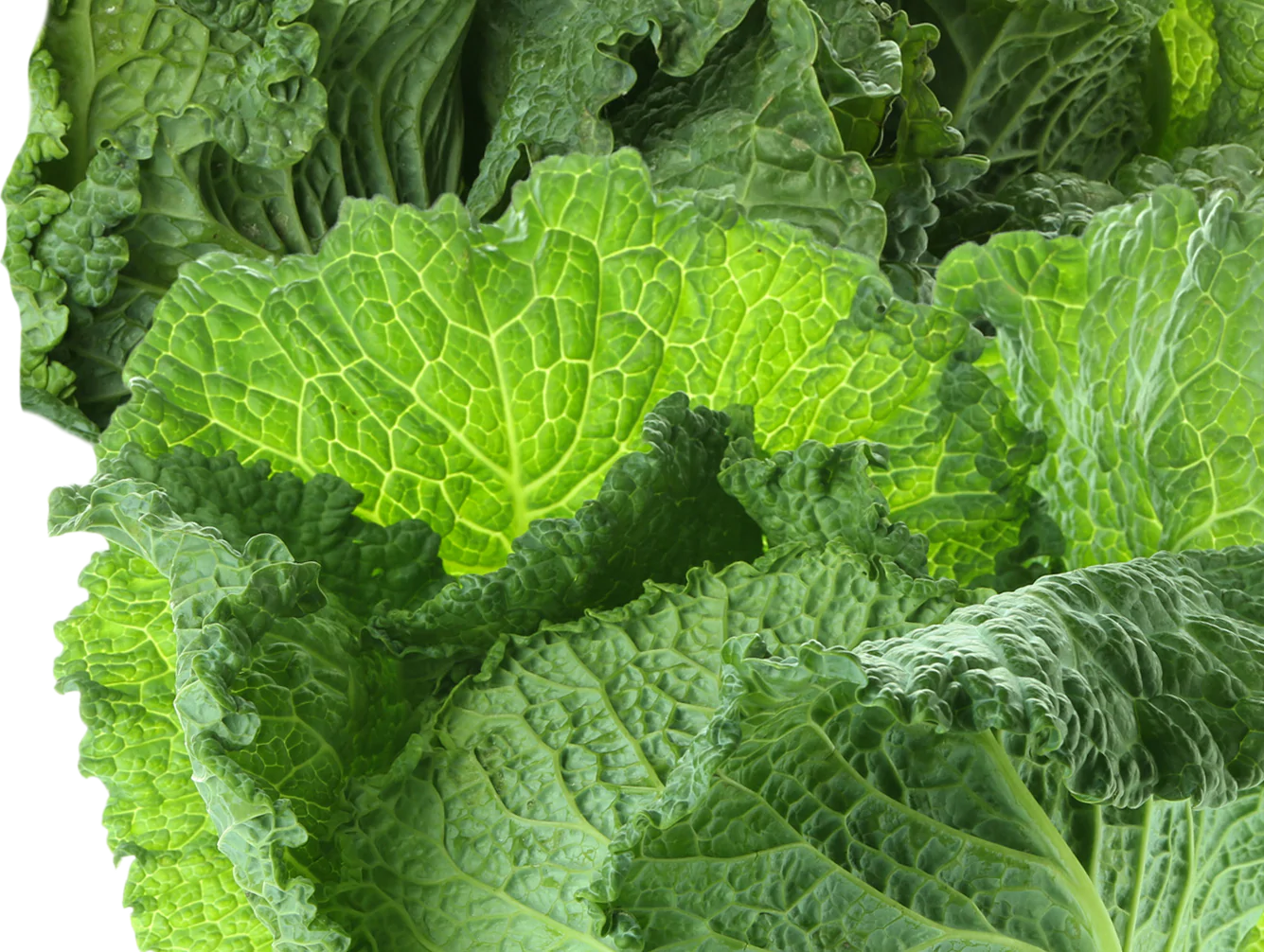 Kraut_Intro_Rechts_V2 Kraut_Intro_Rechts_V2